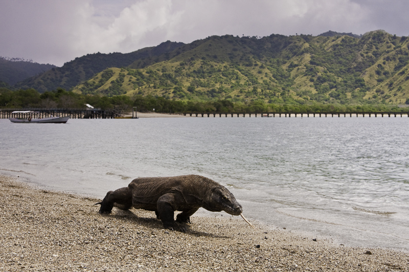 Komodo Sanctuary